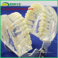 DENTAL12(12572) Transparent Jaw Model with Teeth for Self Brushing Educaion